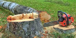 Trusted Conehatta, MS Tree Care Experts